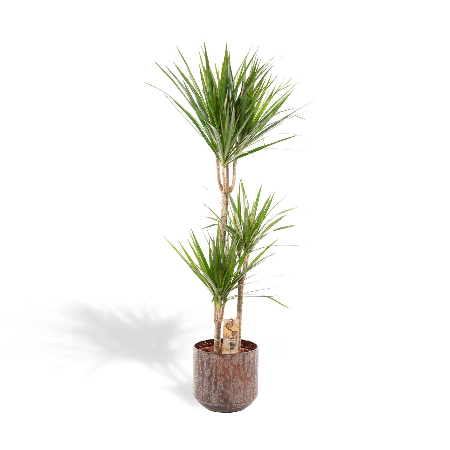 Dracaena Marginata mit Topf oder Korb – 120 cm Ø21 cm – Zimmerpflanze – XXL Zimmerpflanzen – Drachenbaum