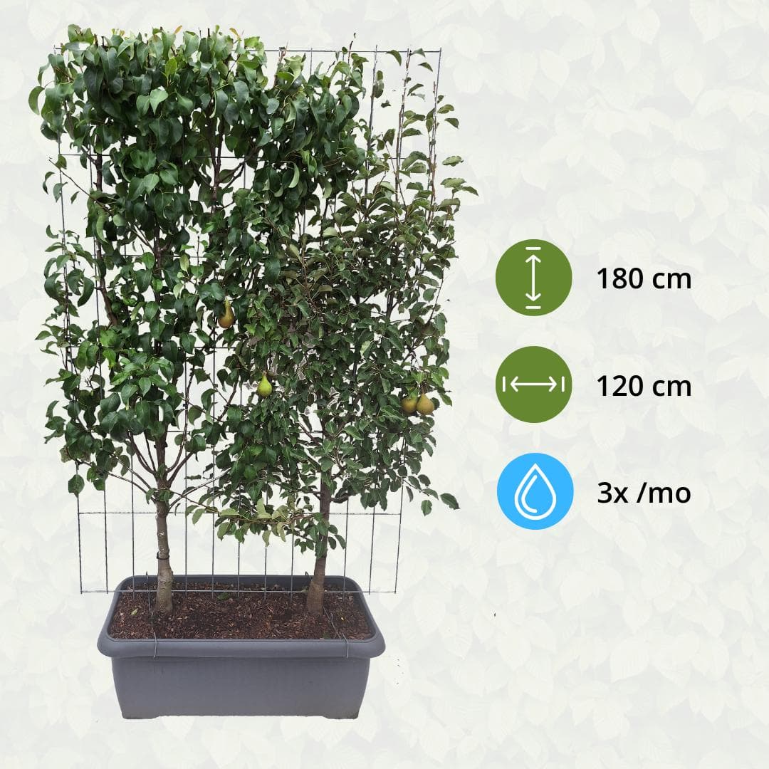 Pyrus Communis Duo-Birne - Birnenbaum - Fertighecke - 120 x 120 x 180 cm - grüne-wurzel