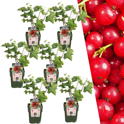 6 x Johannisbeerpflanzen Ribes rubrum BIO - Ø13 cm Topf - 20 cm Höhe - Gartenpflanze Rote Johannisbeere - grüne-wurzel