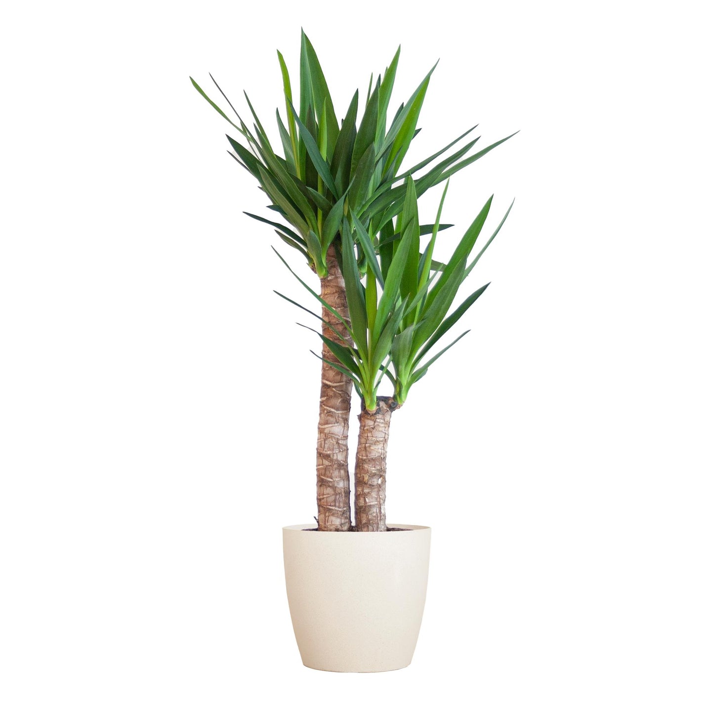 Yucca Elephantipes – Palmlilie – Sukkulente - 90cm – Zimmerpflanze inkl. nachhaltigem Viber Topf, Lissabon Korb oder Sofia Korb