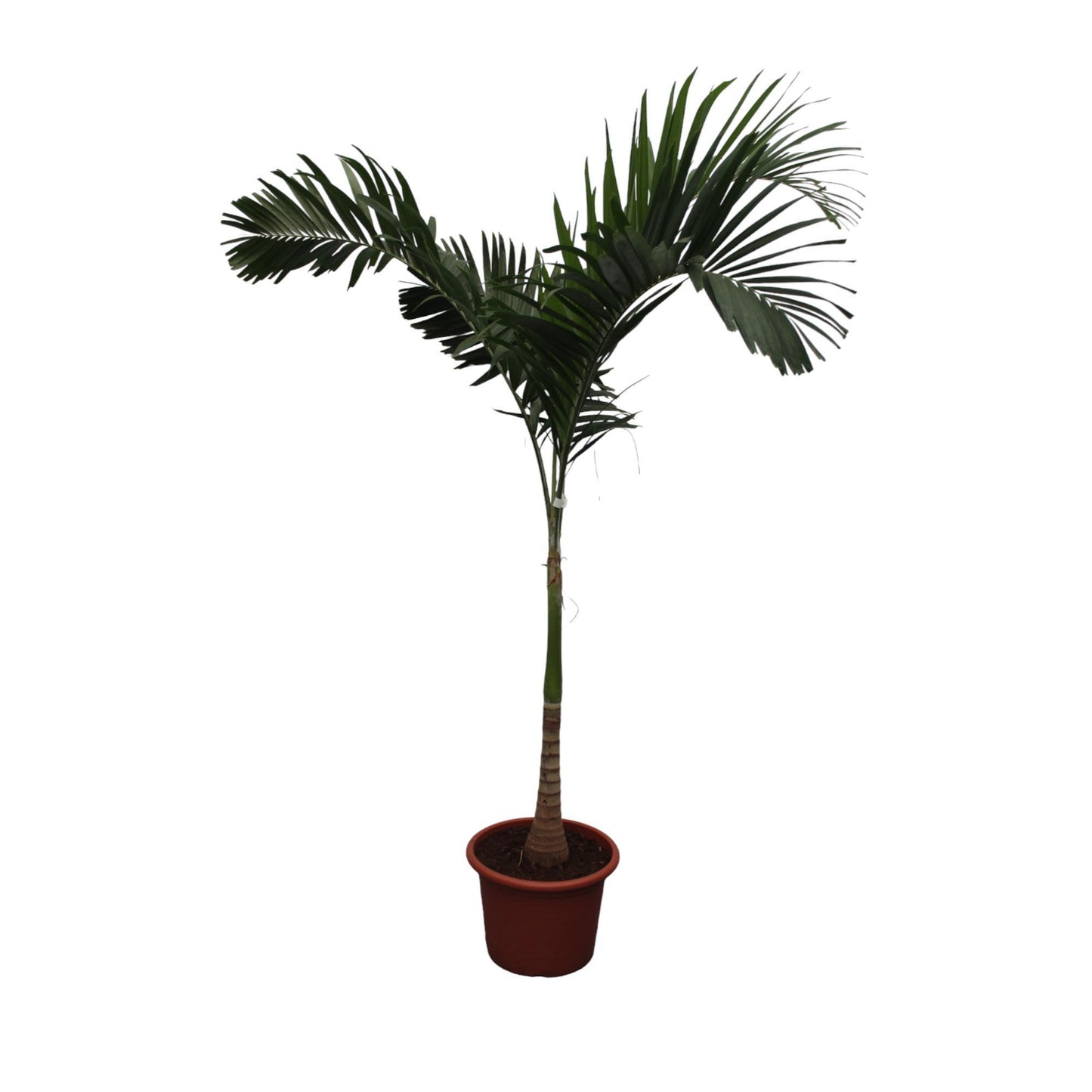 XXL Veitchia Merrillii – 250 cm – Zimmerpflanze – Immergrüne Palme – Ø45 cm – Zimmerpflanze xxl