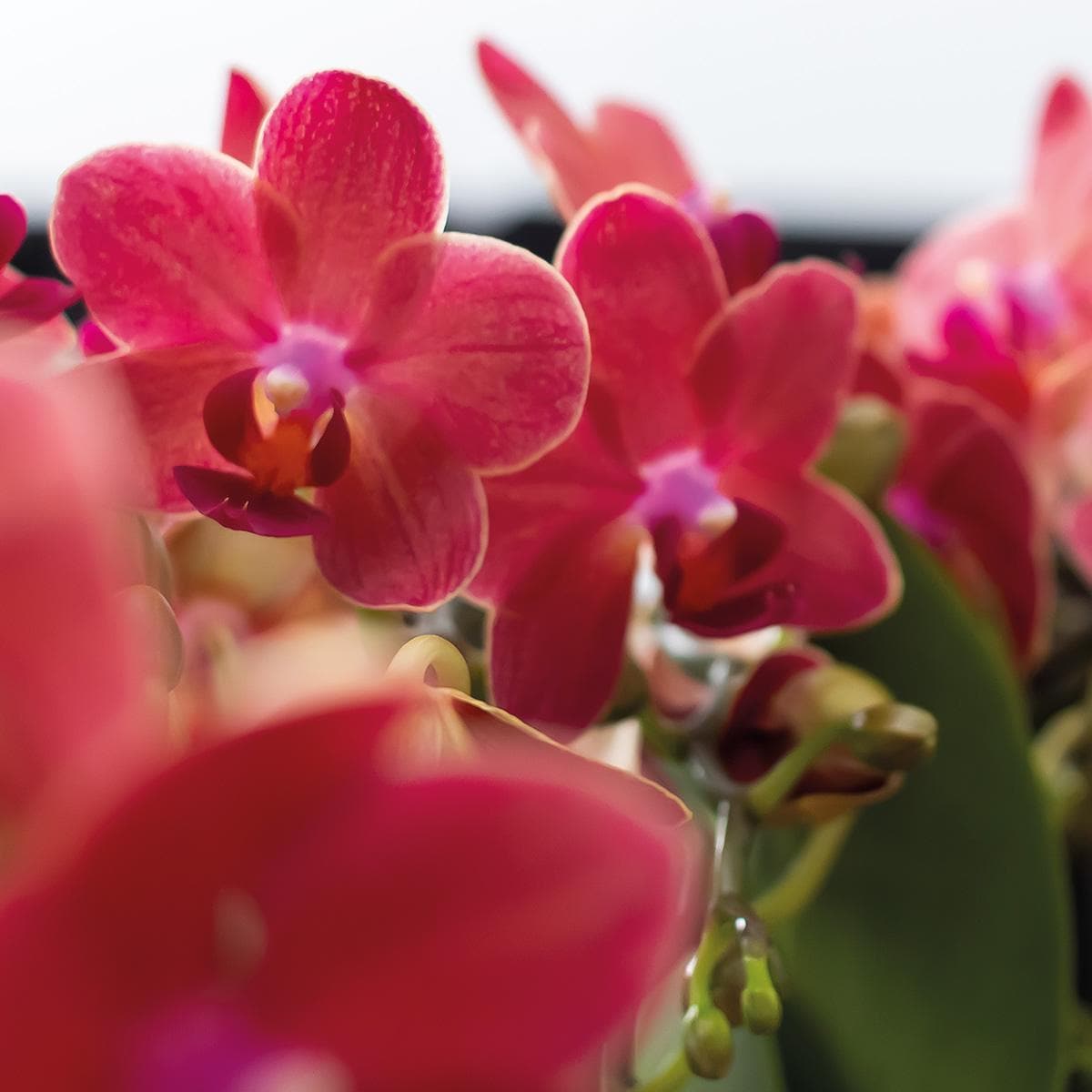 Kolibri Company - 3er Pflanzenset Scandic Terracotta | Rosa Phalaenopsis Schmetterlingsorchidee Orchidaceae und Sukkulenten | Zimmerpflanzen im Keramik-Ziertopf - grüne-wurzel