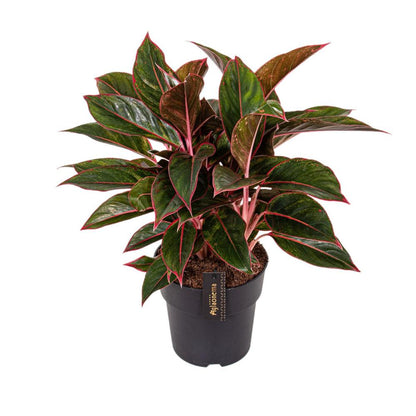 Aglaonema Crete - Ø19cm - Höhe 55cm - Zimmerpflanze - grüne-wurzel