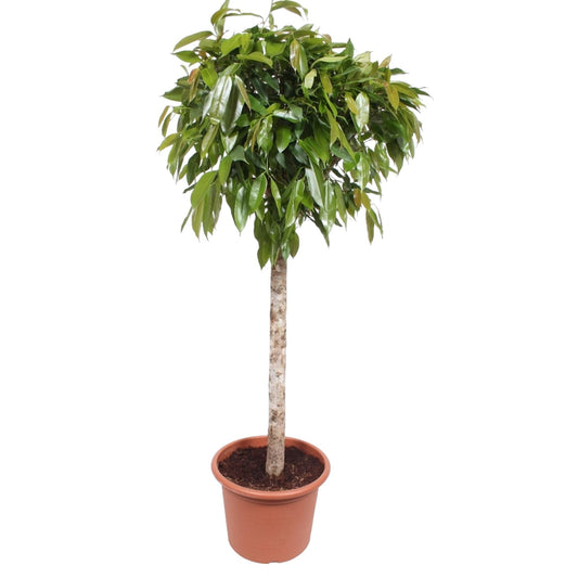 Ficus Amstel King - 180 cm - Ø40 - Gummibaum - Immergrüne Pflanze - Zimmerpflanze - Luftreinigende Pflanzen