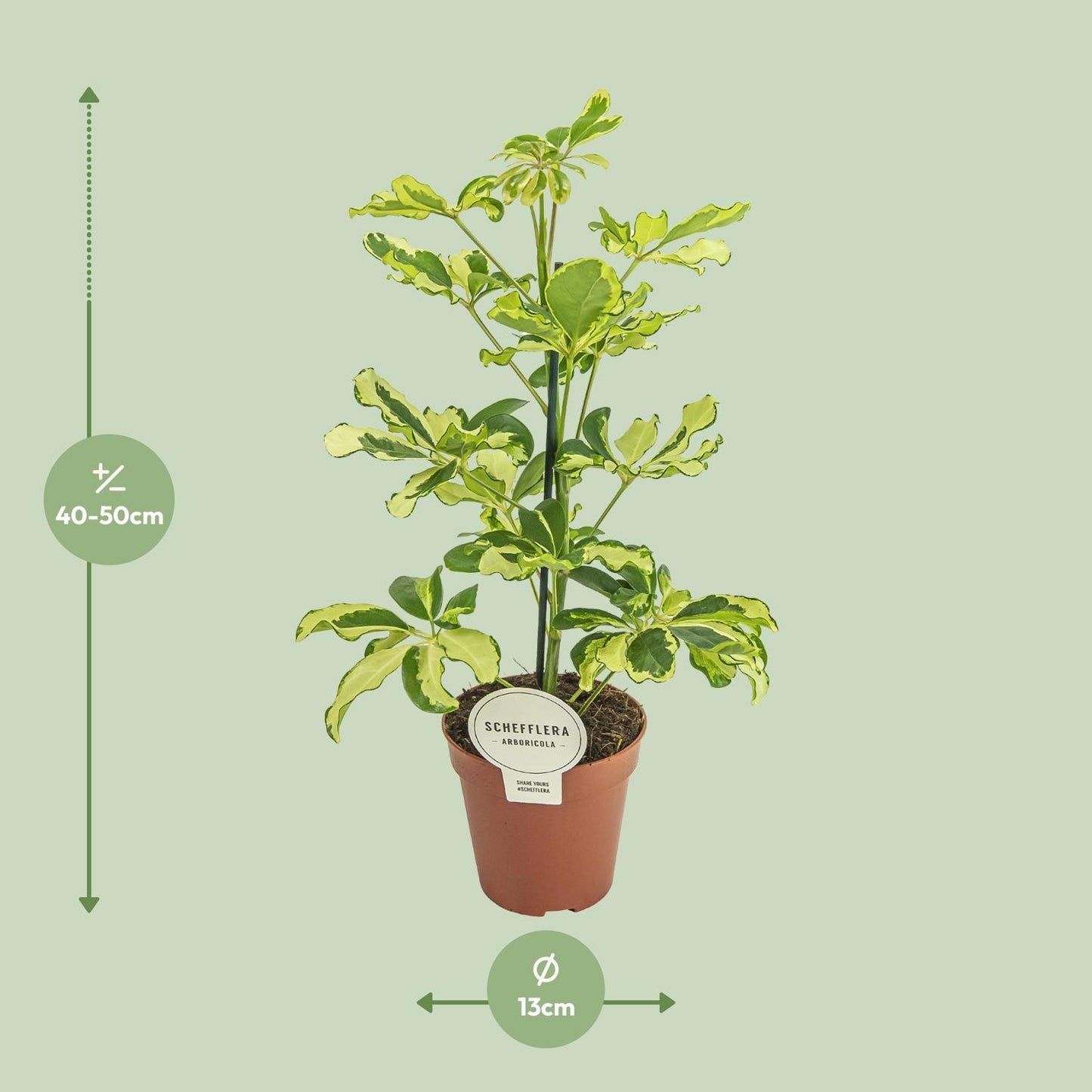 Schefflera Charlotte - Ø13cm - Höhe 45cm - Zimmerpflanze - Schirmtanne - grüne-wurzel