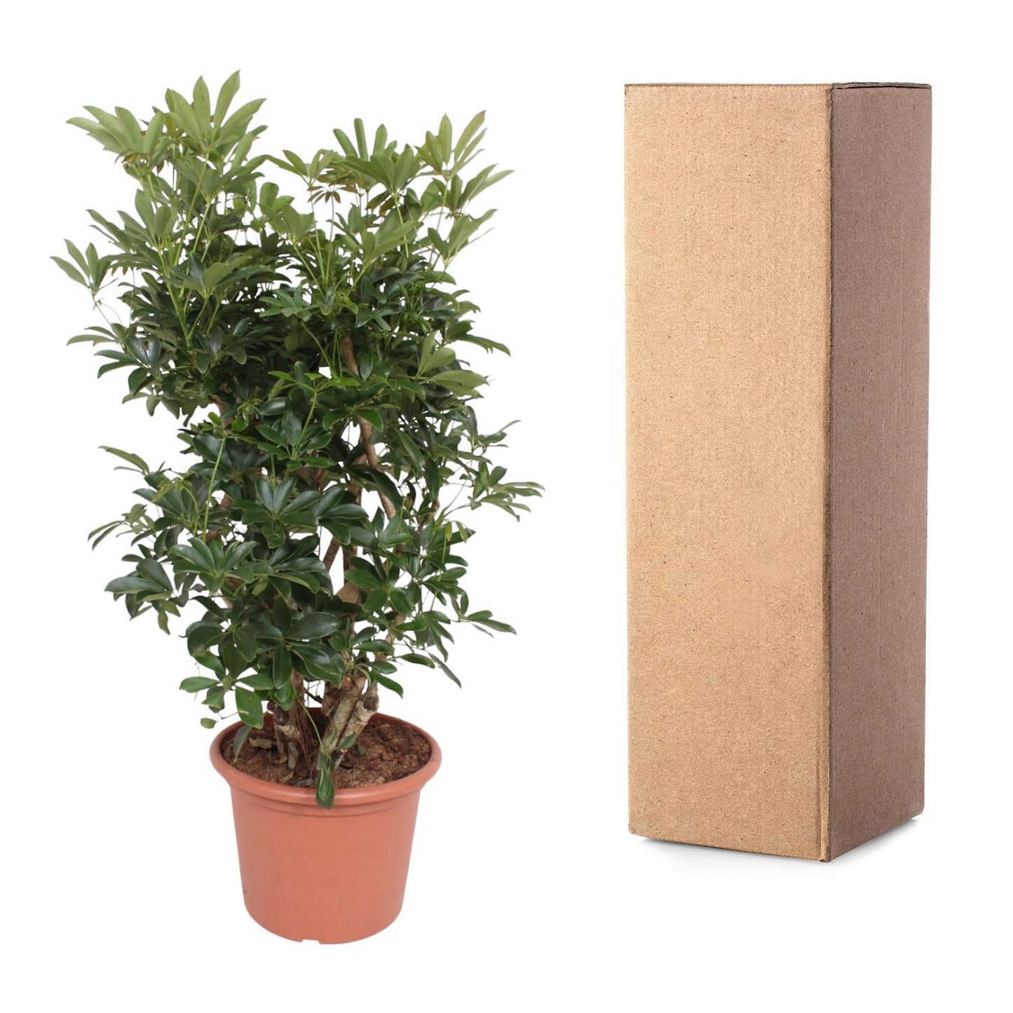 Schefflera Arboricola Compacta verzweigt – 140 cm ø40 – Zimmerpflanze – XXL Zimmerpflanzen – Strahlenaralie