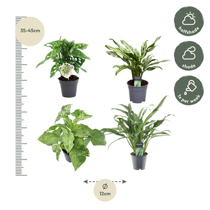 Grün-Mix 4er Set Zimmerpflanzen - Monstera obliqua 'Monkey Leaf' - Aglaonema Juliette - Syngonium Mottled - Aglaonema Cutlass - Zimmerpflanzen - Ø12, 25-40cm - grüne-wurzel