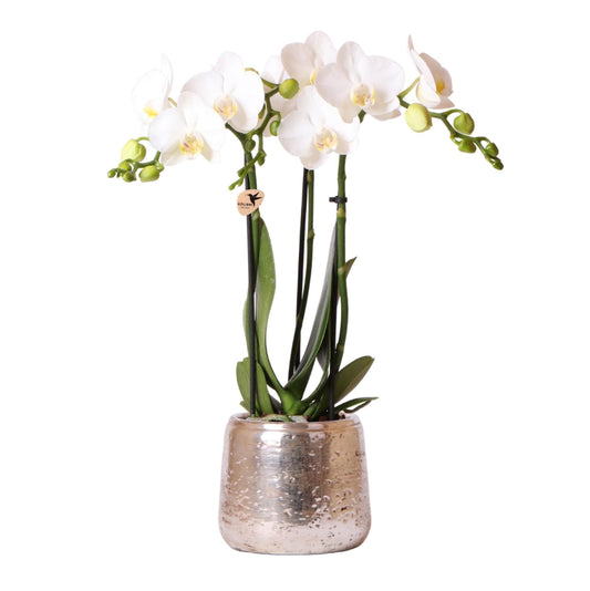 Kolibri Orchids | Weiße Phalaenopsis Orchidee - Orchidaceae Schmetterlingsorchideen - Amabilis + Luxus-Ziertopf silber - Topfgröße Ø9cm - 40cm hoch | blühende Zimmerpflanze im Blumentopf - frisch vom Züchter - grüne-wurzel