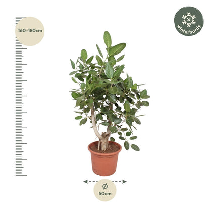 Ficus Benghalensis Banyan Feigenbaum verzweigt - Zimmerpflanze - 170 cm - Ø50 cm Topf - grüne-wurzel