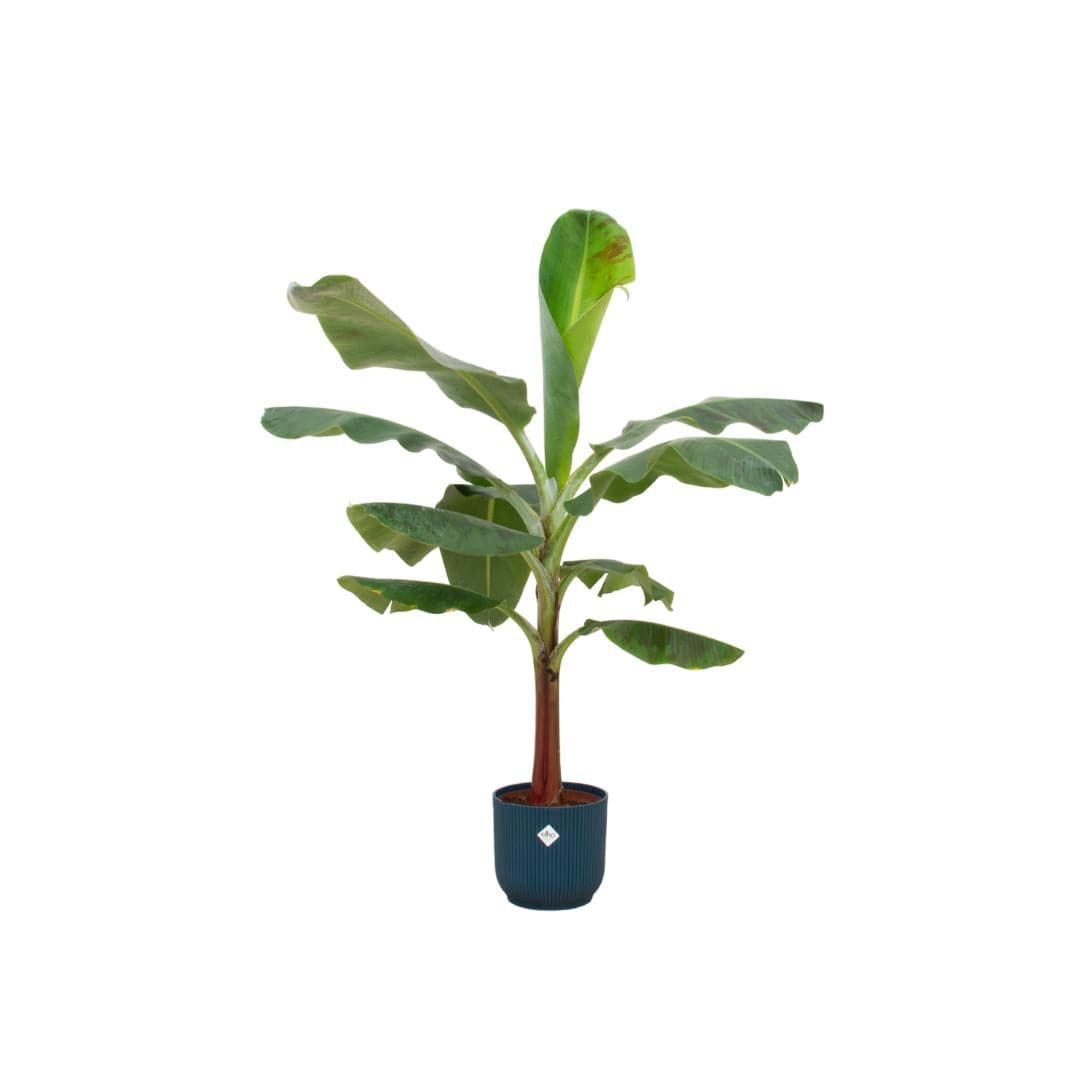 Combi deal - Banana plant (Musa) including Ocean Round atlantic blue Ø22 - 120 cm