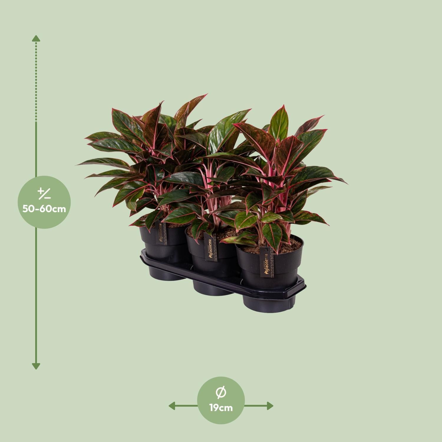 Aglaonema Crete - Ø19cm - Höhe 55cm - Zimmerpflanze - grüne-wurzel