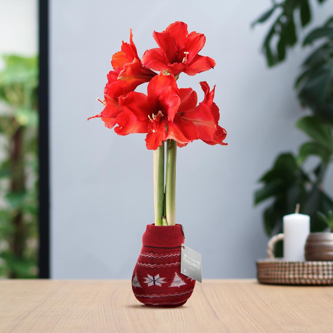 Amaryllis NoWater Rote Blumen Skandinavischer Weihnachts-Stil - Pflegeleichte Blühende Zimmerpflanze in 3 Farben mit Tannen und Schneelflocken Muster Design