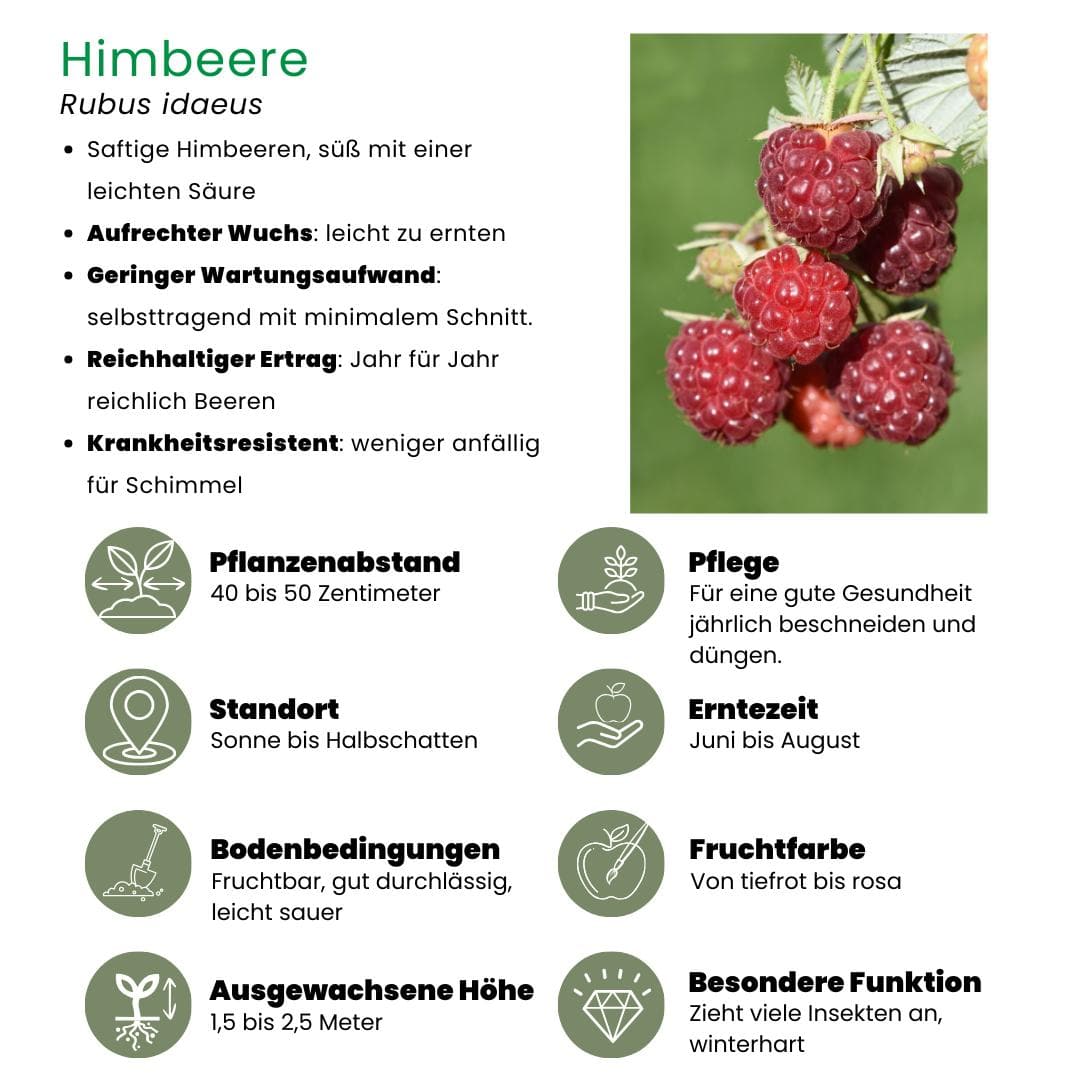 6 x Biologische Himbeerpflanzen - Rubus idaeus - Ø 13 cm - Höhe 20 cm - Gartenpflanzen - grüne-wurzel