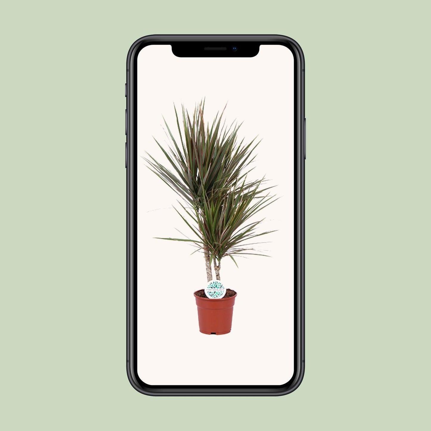 Dracaena Bicolor - Ø17cm - Höhe 75cm - Zimmerpflanze - Drachenbaum - grüne-wurzel