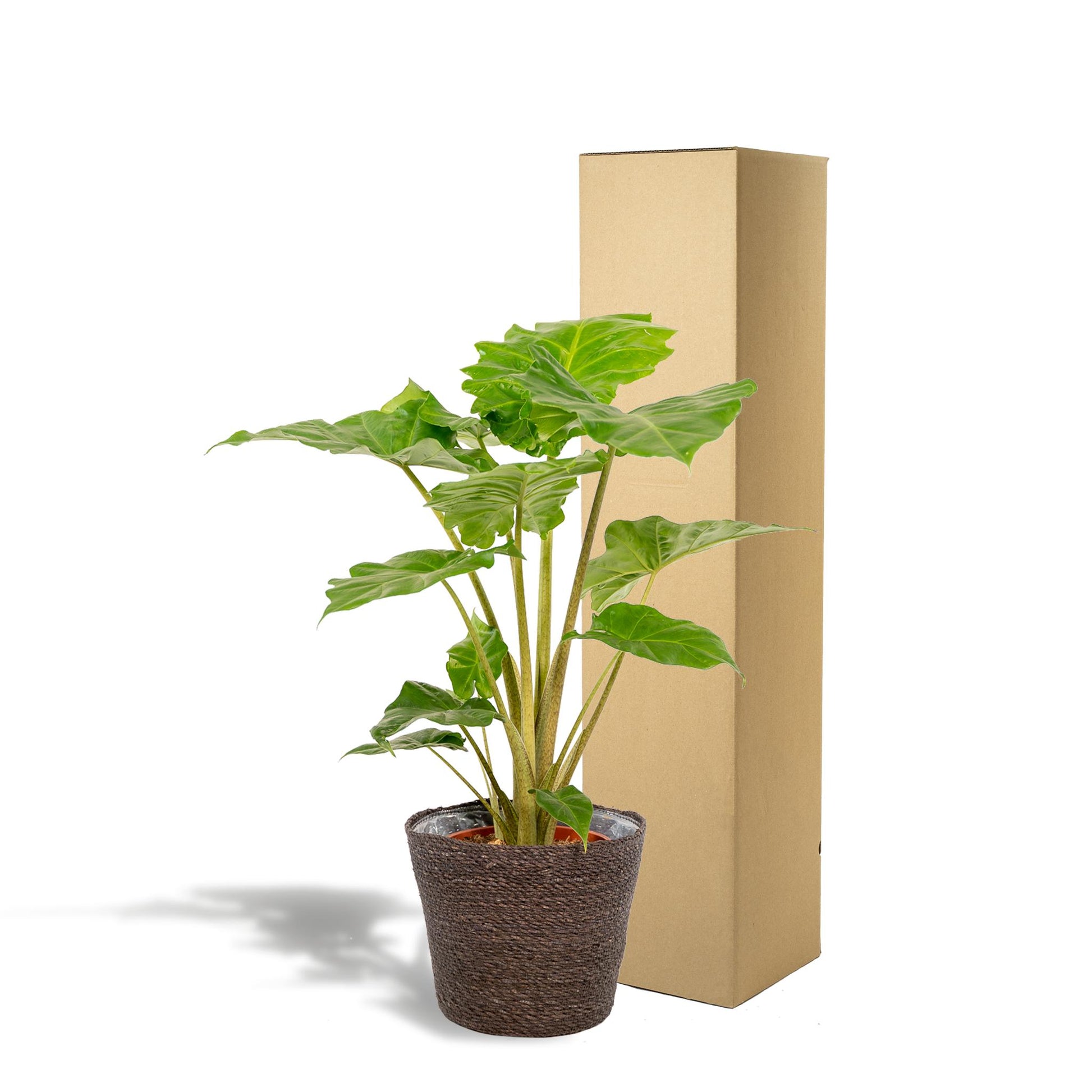 Alocasia Portodora - Ø21cm - ↕80cm + Korb Igmar - grüne-wurzel