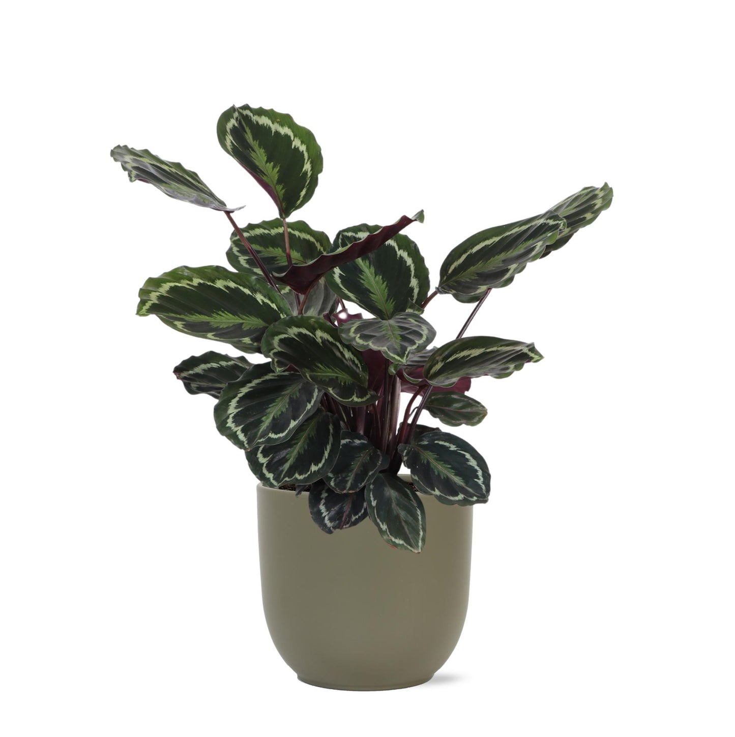 Calathea Medaillon mit Topf - Zimmerpflanze - Ø21cm, ↕70cm - grüne-wurzel