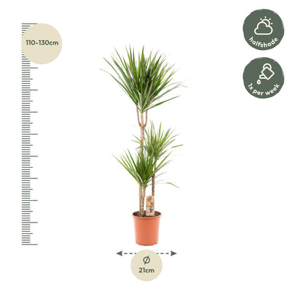 Dracaena Marginata – 120 cm Ø21 cm – Zimmerpflanze – XXL Zimmerpflanzen – Drachenbaum