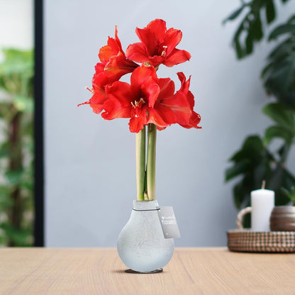 Amaryllis No Water rote Blumen in Weihnachts Glitzer Design - Pflegeleichte Zimmerpflanze in 7 Farben Weihnachten Stil