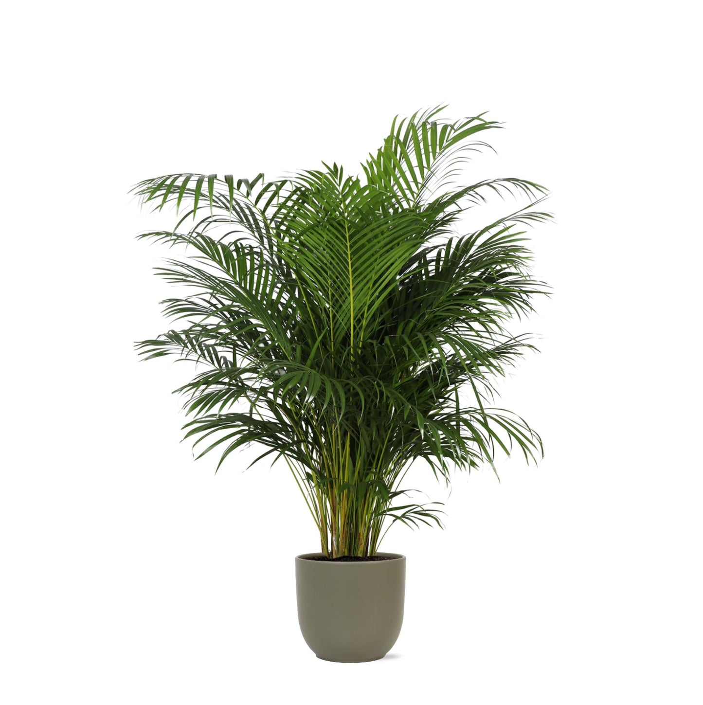 Dypsis Lutescens mit Topf - Areca Palme - Zimmerpflanze - Ø27cm - ↕160cm - Schmetterlingspalme - grüne-wurzel