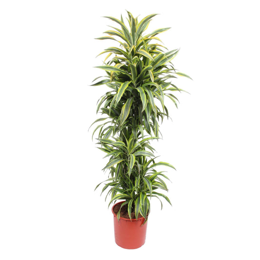 Dracaena Lemon Lime – 170 cm Ø34 cm – Zimmerpflanze – XXL Zimmerpflanzen - Drachenbaum