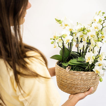 Kolibri Orchids | weißes Pflanzenset im Schilfkorb inkl. Wassertank | drei weiße Orchideen Lausanne 9cm und drei Grünpflanzen Rhipsalis | Dschungelstrauß weiß mit autarkem Wassertank - grüne-wurzel