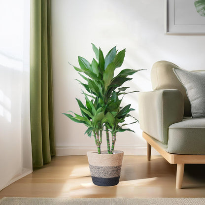 Dracaena Janet Lind mit Topf oder Korb  – 95cm Ø21 – Drachenbaum – Zimmerpflanze groß