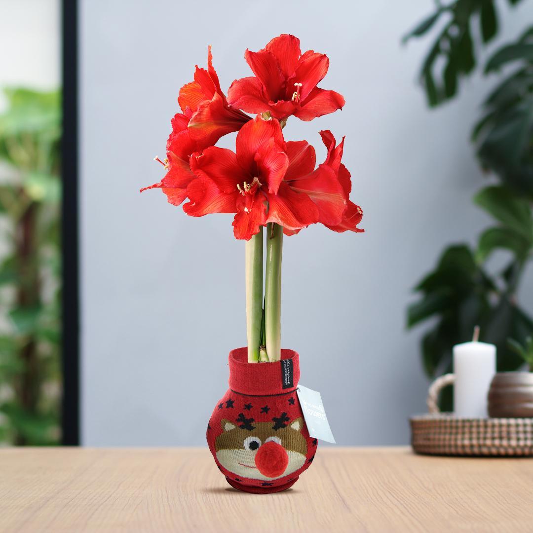 Amaryllis No Water Blumen Fashion Motive Weihnachten Stoffhülle mit Weihnachtsmuster - Pflegeleichte Blühende Zimmerpflanzen Blumen in verschiedenen Designs