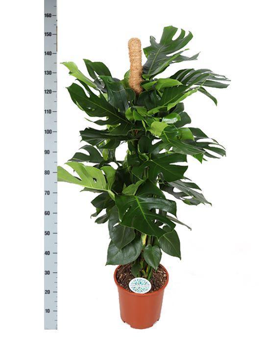 Monstera Deliciosa mit Moosstab und Topf - Zimmerpflanze - Ø27cm ↕150cm - Fensterblatt - grüne-wurzel