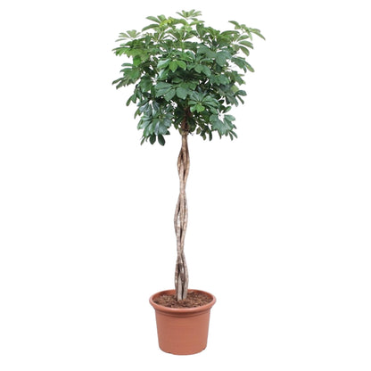 Schefflera Arboricola Compacta geflochtener Stamm – 190 cm ø40 – XXL Zimmerpflanzen – Zimmerpflanze groß – Strahlenaralie