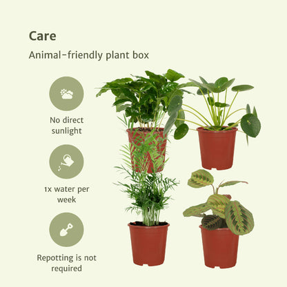 Tierfreundliche Zimmerpflanzenset aus 4 Pflanzen - Verschiedene Gattungen - Ø12cm ↕20-40cm - Grüne Zimmerpflanzen - grüne-wurzel