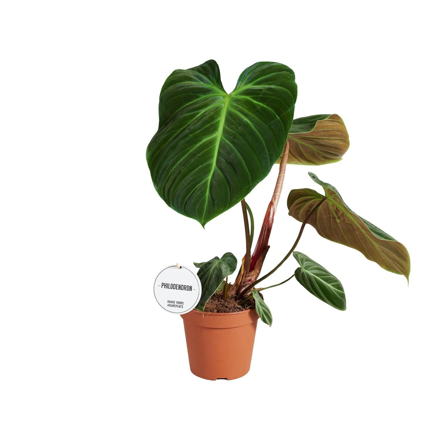 Philodendron El Choco Red - Ø15cm - Höhe 50cm - Zimmerpflanze - grüne-wurzel