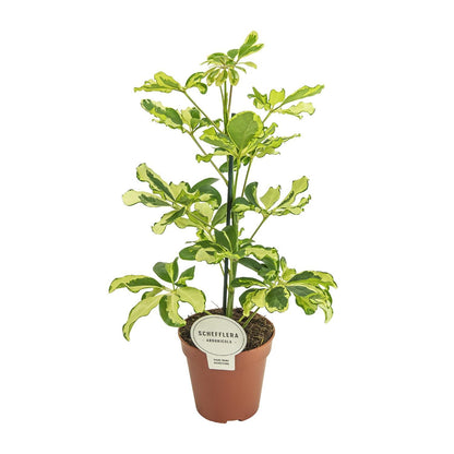 Schefflera Charlotte - Ø13cm - Höhe 45cm - Zimmerpflanze - Schirmtanne - grüne-wurzel