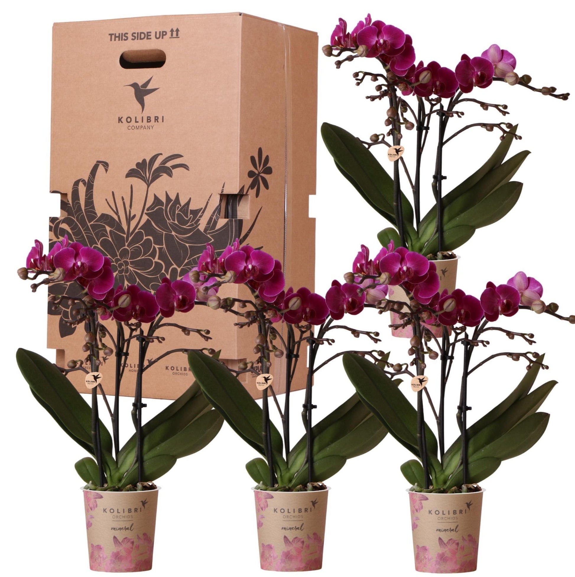 4x Kolibri Orchids | Einfarbige Schmetterlingsorchideen Überraschungsbox | Phalaenopsis Orchidee | Zimmerpflanze - 4 Stück, 9 cm Topfgröße - grüne-wurzel