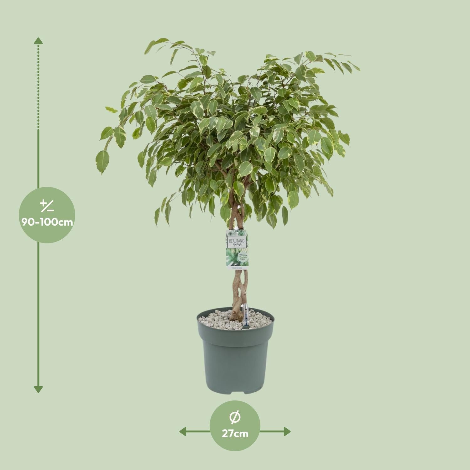 Ficus Safrana - Ficus Benjamina - Golden King - Ø27cm - Höhe 100cm - Zimmerpflanze - grüne-wurzel