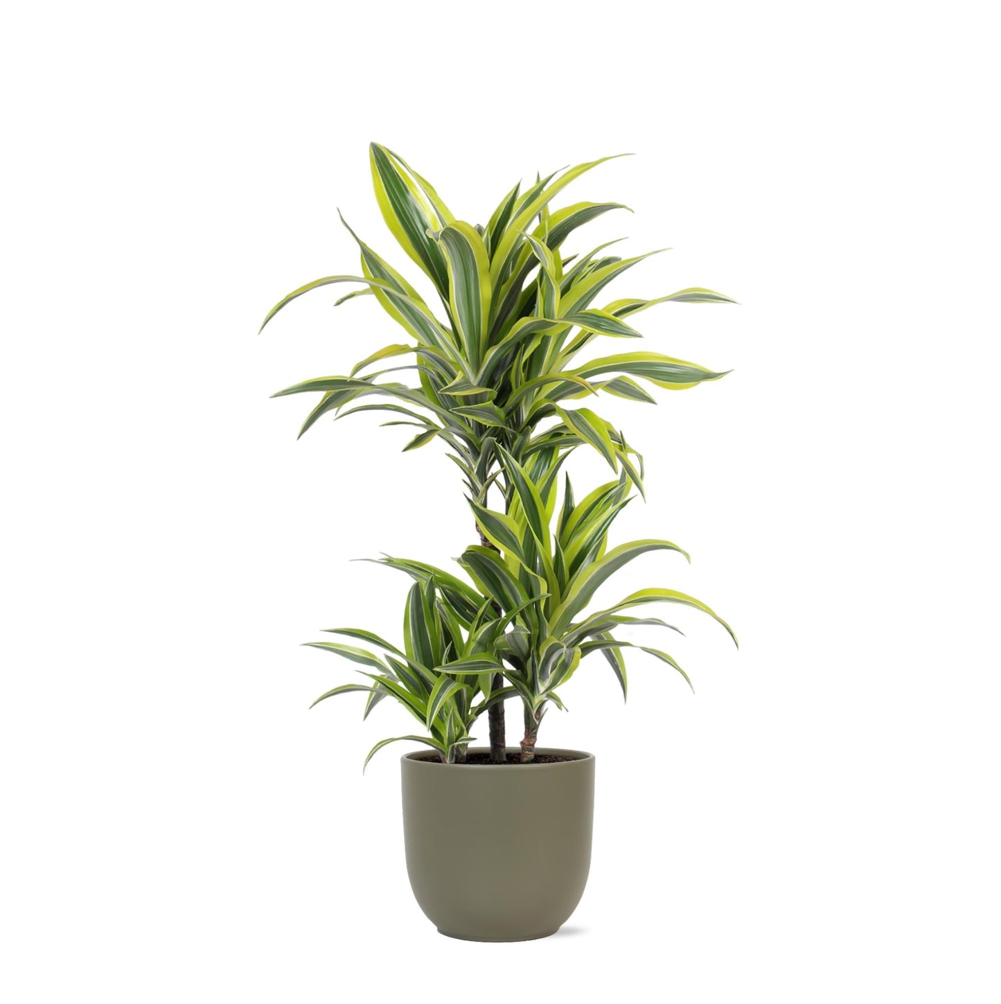 Dracaena Lemon Lime mit Topf oder Korb in verschiedenen Farben - Zimmerpflanze - Ø21cm, ↕65cm - Drachenbaum