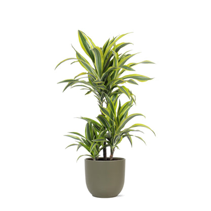 Dracaena Lemon Lime mit Topf oder Korb in verschiedenen Farben - Zimmerpflanze - Ø21cm, ↕65cm - Drachenbaum