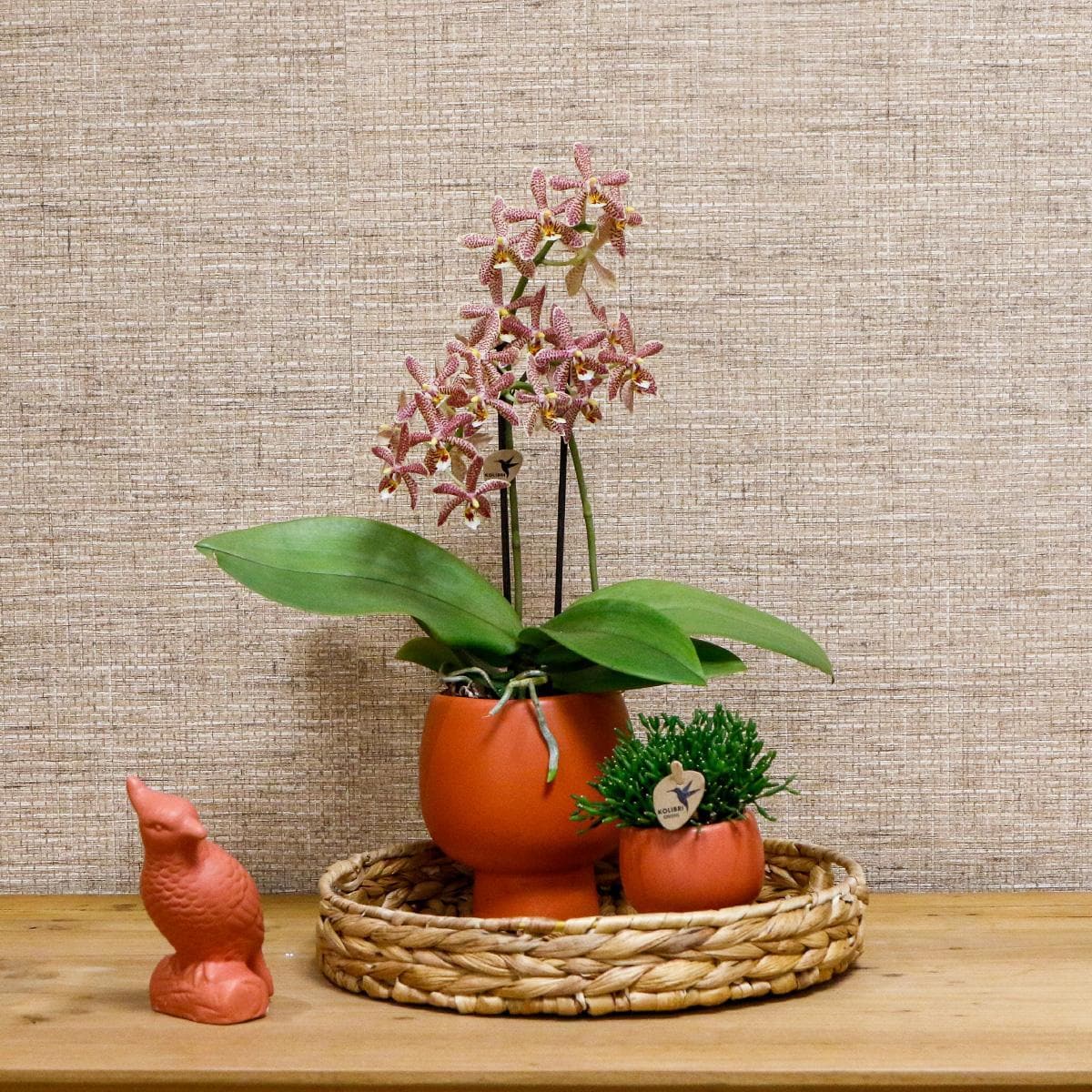 Kolibri Orchids | Orange Phalaenopsis Orchidee - Spider in Scandic Terracotta - Topfgröße Ø9cm | Blühende Zimmerpflanze - Frisch vom Züchter Orchidaceae - grüne-wurzel