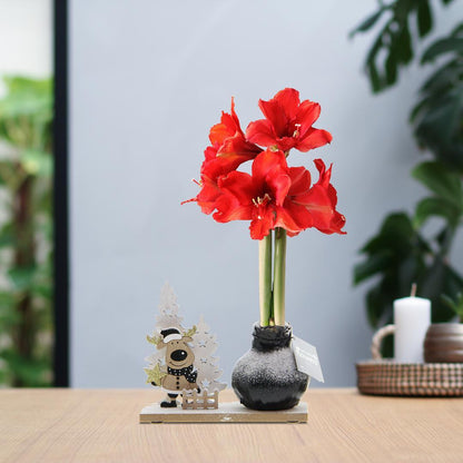 Amaryllis NoWater rote Blumen Winter Wonderland - Pflegeleichte Blühende Zimmerpflanze mit Weihnachtsdekoration Figuren in 3 Farben Rot Schwarz Weiß