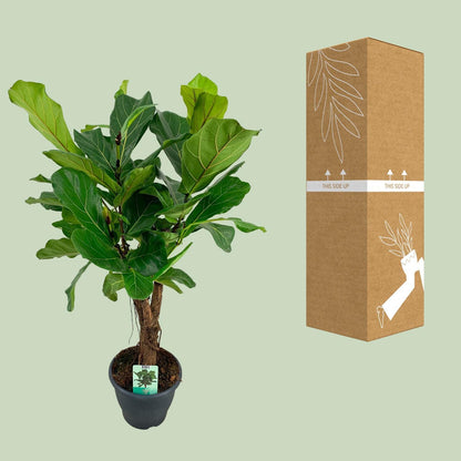 Ficus Lyrata – 100 cm Ø26 cm – Zimmerpflanze – XXL Zimmerpflanzen – Geigenfeigenbaum