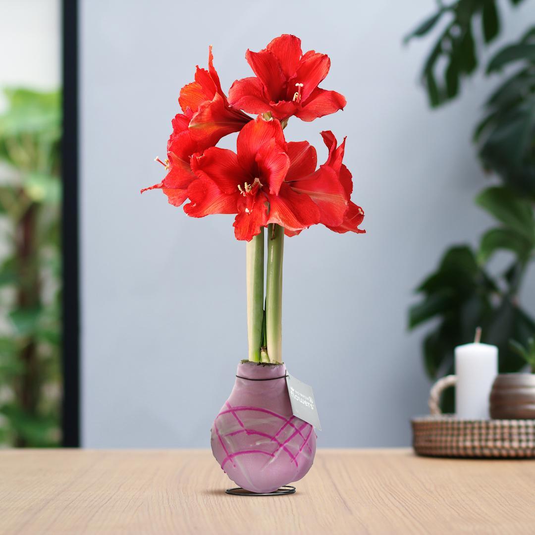 Amaryllis rote No Water Blumen Pastell Design Pflegeleichte Zimmerpflanze 3 Farben Blühend - Lila Grün Rosa mit Muster