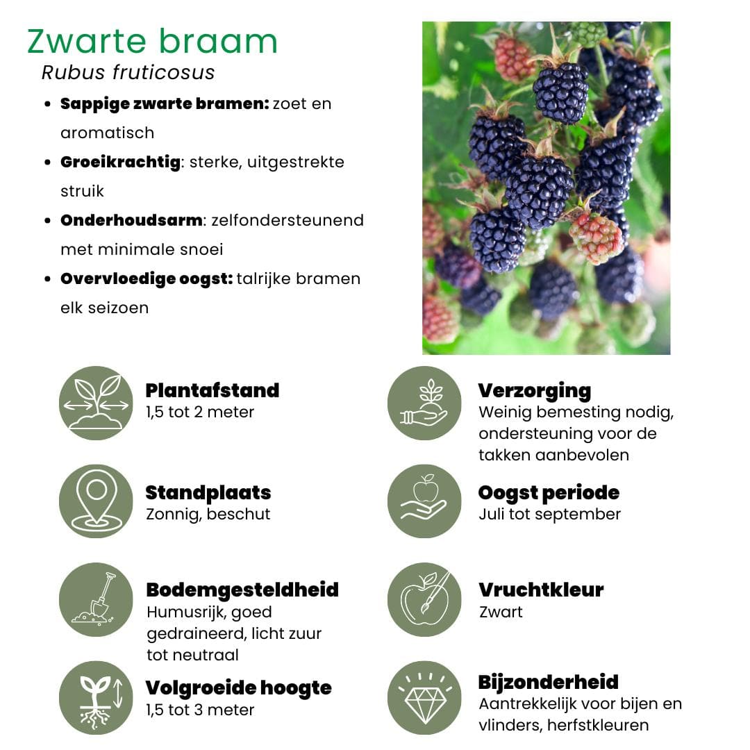 3x Bio Obstpflanzen Set - Himbeere, Blaubeere Heidelbeere, Brombeere - Ø13 cm - Gartenpflanze - grüne-wurzel