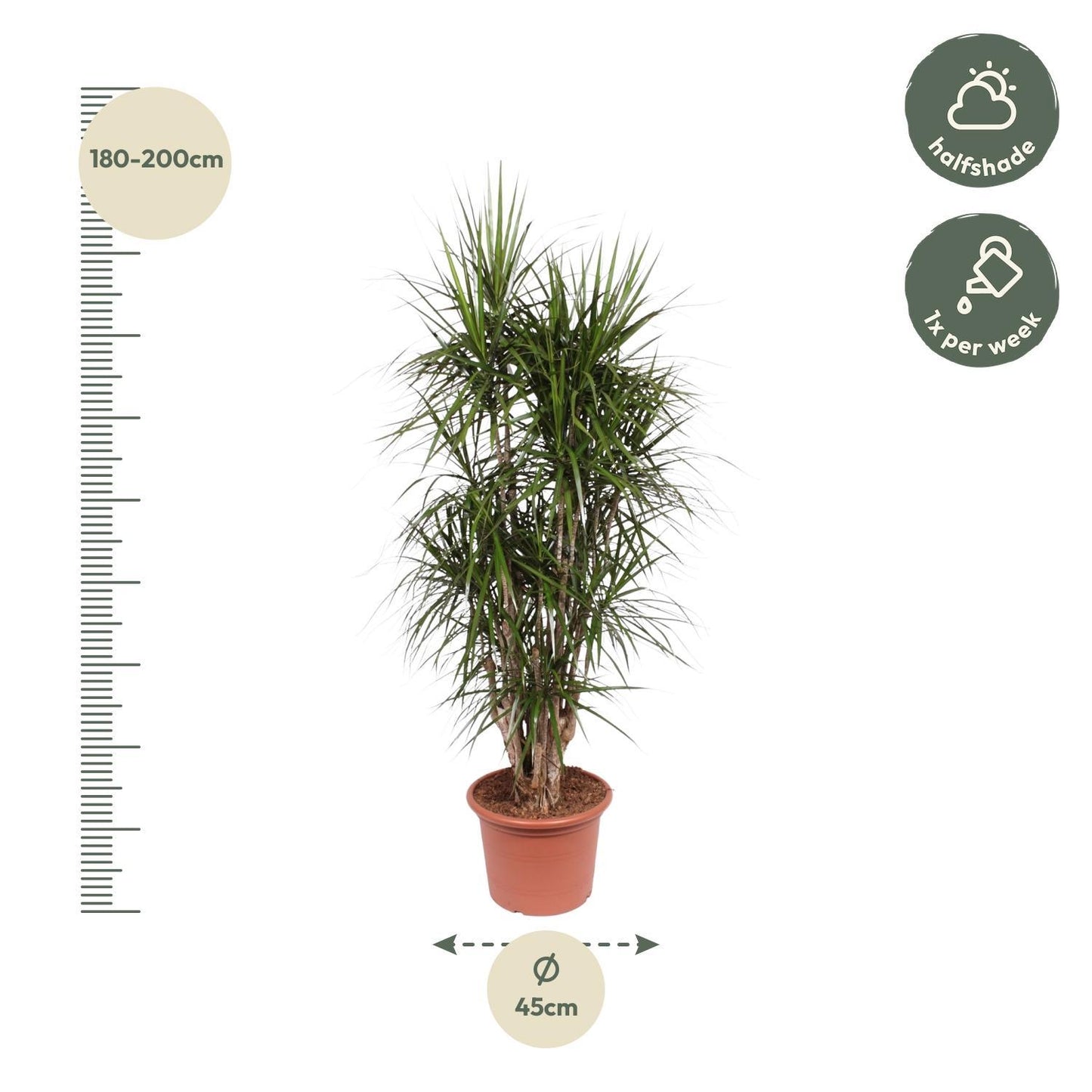 Dracaena Marginata verzweigt – 190 cm Ø45 cm – Zimmerpflanze – XXL Zimmerpflanzen - Drachenbaum