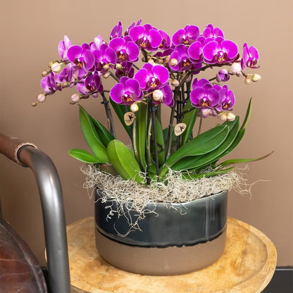 Kolibri Orchids lila Schmetterlingsorchidee Phalaenopsis Morelia Orchidaceae Topfgröße Ø9cm blühende Zimmerpflanze frisch vom Züchter - grüne-wurzel