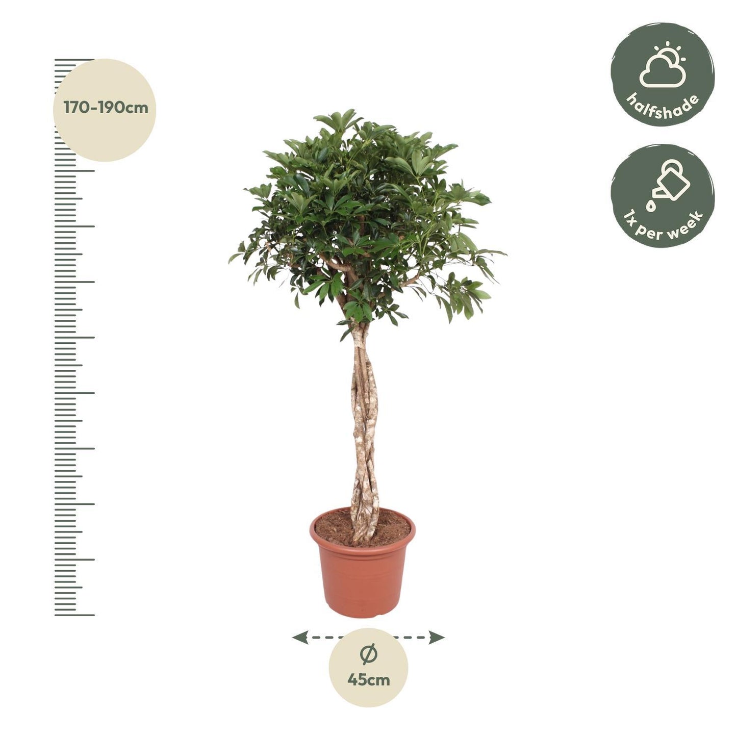 Schefflera Arboricola Compacta geflochtener Stamm – 180 cm ø45 – XXL Zimmerpflanzen – Zimmerpflanze groß – Strahlenaralie - Zwergschirmbaum