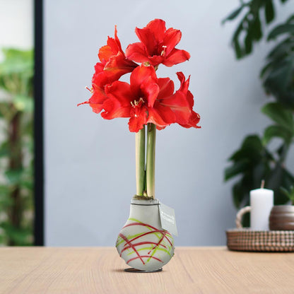 Amaryllis rote No Water Blumen Picasso Design Stil Pflegeleichte Zimmerpflanze 3 Farben Blühend - Schwarz Grün Weiß mit Muster