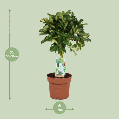 Schefflera Gold Capella - Schefflera arboricola - Zimmerpflanze - Ø17cm - Höhe 60cm - grüne-wurzel