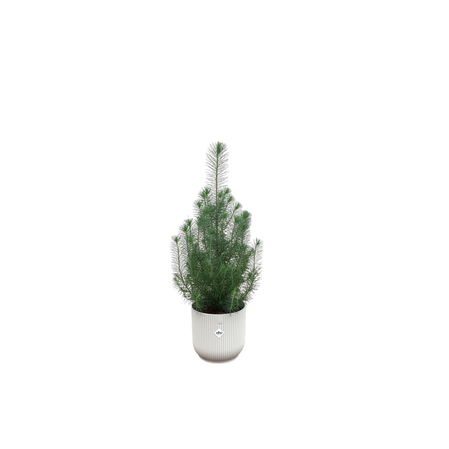 Pinus Pinea mit Topf in verschiedenen Variationen - Silver Crest 50 cm -  Ø18 - Mittelmeer Kiefer Zimmerpflanze - immergrüne Pflanze