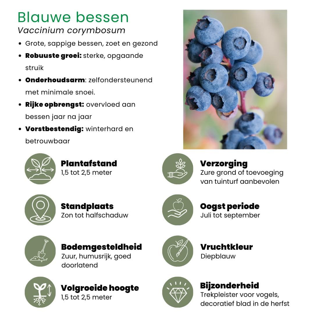 4x Bio Obstpflanzen Set Fruchtparadies - Himbeere, Blaubeere Heidelbeere, Brombeere, Rote Johannisbeere - Ø13 cm - Gartenpflanze - grüne-wurzel