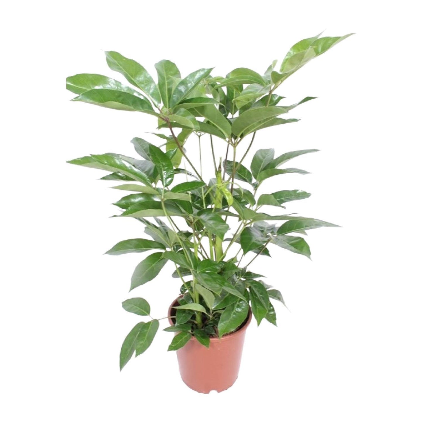 Schefflera Actinophylla Amate - Ø24cm - Höhe 100cm - Zimmerpflanze - Schirmbaum - grüne-wurzel