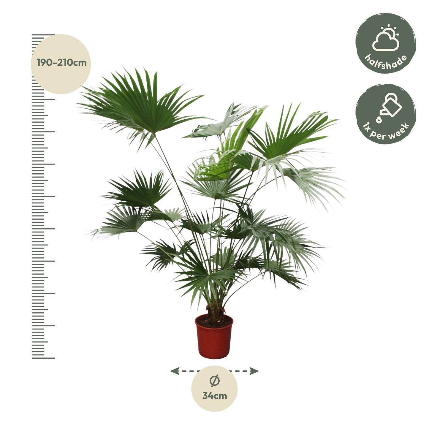 XL Livistona Chinensis Fächerpalme 200cm Ø34 - Exotische Zimmerpalme - Robuste Zimmerpflanze